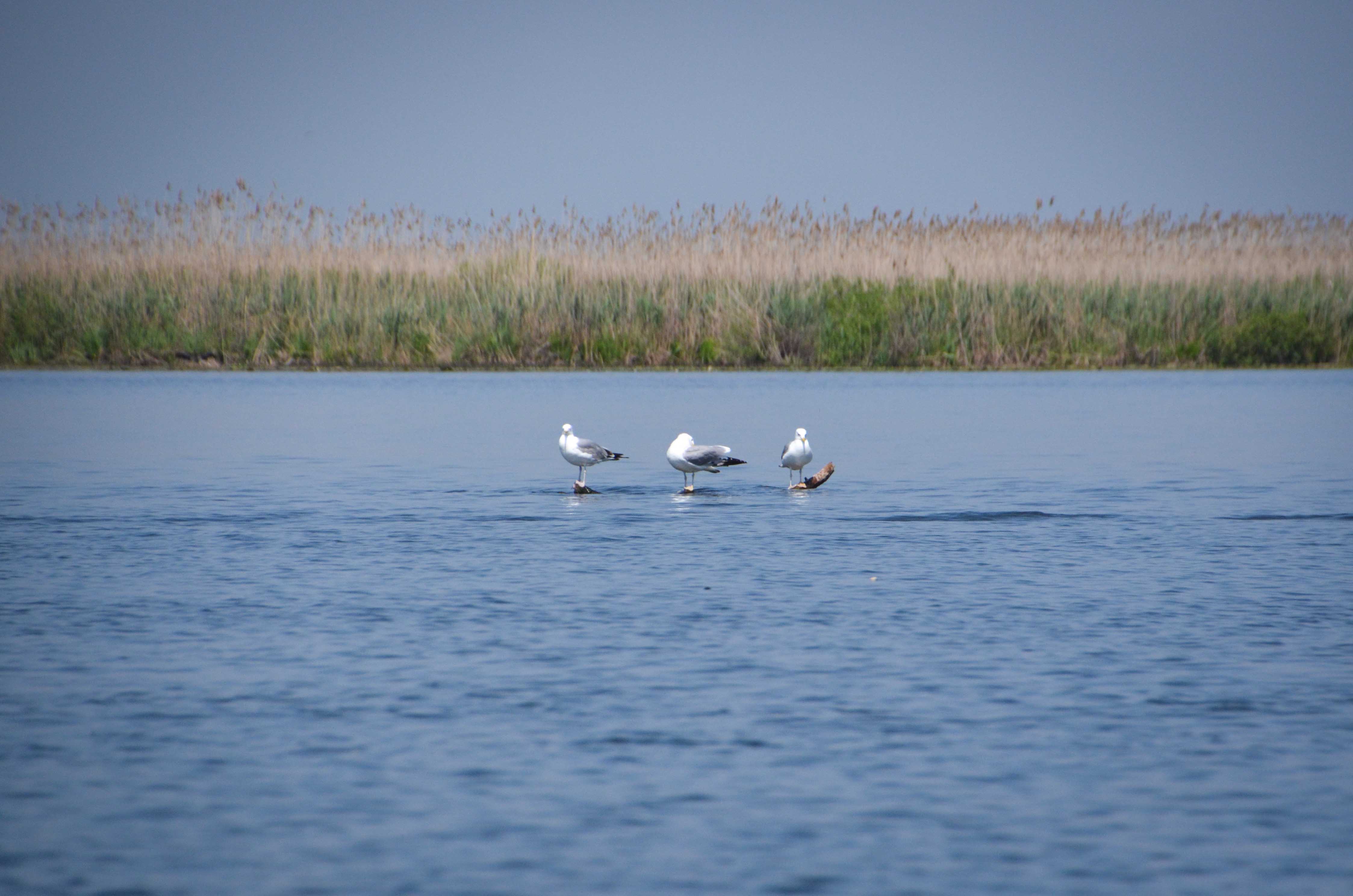 Unde poti ajunge cu masina in Delta Dunarii?