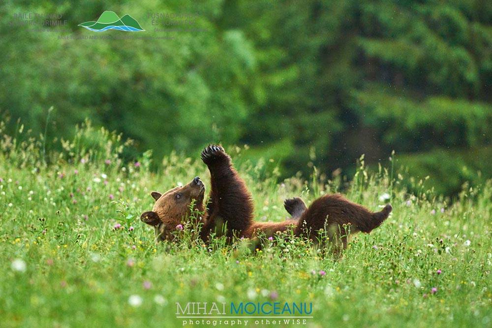 FOTO URSUL BRUN - Ursus arctos