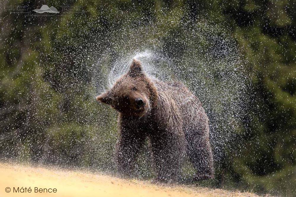 FOTO URSUL BRUN - Ursus arctos