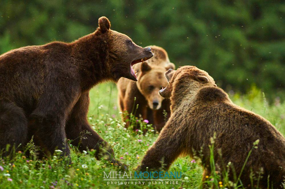 FOTO URSUL BRUN - Ursus arctos