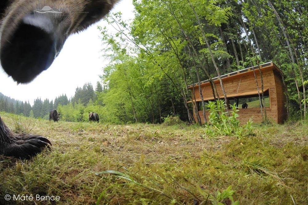 FOTO URSUL BRUN - Ursus arctos