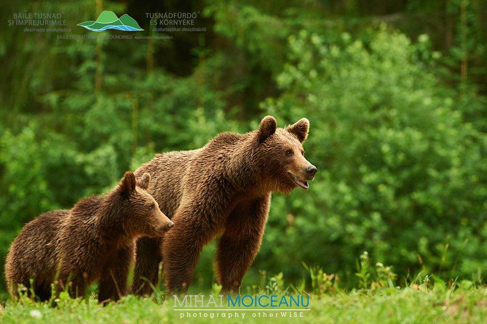 FOTO URSUL BRUN - Ursus arctos