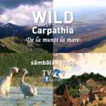 VIDEO Wild Carpathia - De la munţi la mare (sumar)