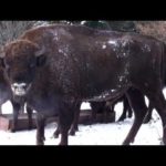 VIDEO: Pui de zimbri in judetul Neamt – Parcul Vanatori, Judetul Neamt