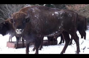 VIDEO: Pui de zimbri in judetul Neamt – Parcul Vanatori, Judetul Neamt