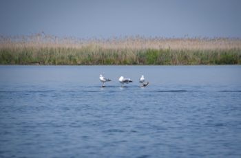 Unde poti ajunge cu masina in Delta Dunarii?