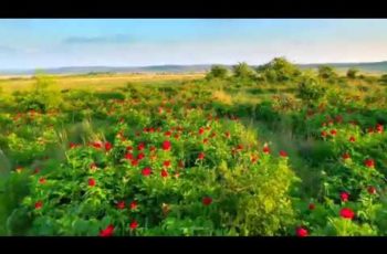 VIDEO: Bujorii dobrogeni în lumina apusului (filmare aeriană 4K)