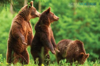 FOTO URSUL BRUN - Ursus arctos